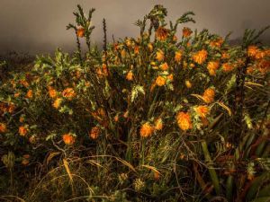 "Dahlia Bush - Table Mountain - Cape Town"