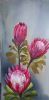 "Protea's"