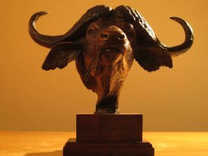 "Cape Buffalo Bust"