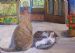 Cat Buddies