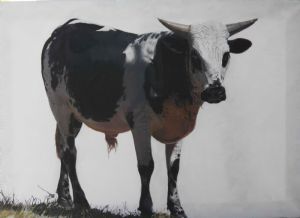 "Nguni Black and White"