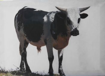"Nguni Black and White"
