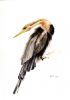 "African Darter"