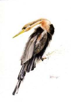 "African Darter"