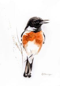 "African Stonechat Male"