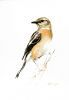 "African Stonechat Female"