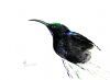 "Amethyst Sunbird Male"