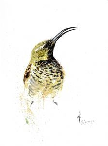 "Amethyst Sunbird Female"