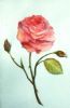 "Single Rose"