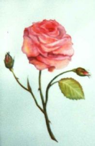 "Single Rose"