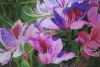 "Bauhinia Tree 2"