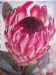Protea South Africa