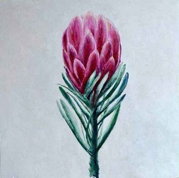"Protea"