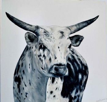 "Nguni 2"