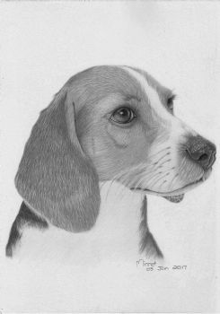 "Puppy"