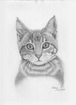 "Kitten"