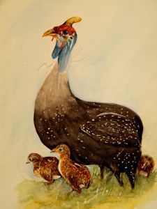 "Guinea Fowl Family"