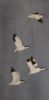 "Avocets"