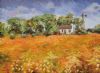 "Namaqualand flowers"