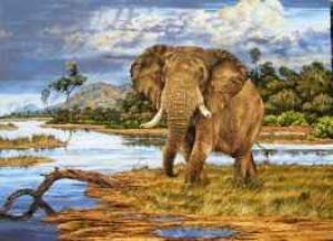 "Elephant Bull"