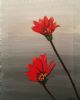 "Fynbos Flower"