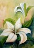 "St Jospef lilly"