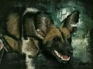 "African Wild Dog - 3"