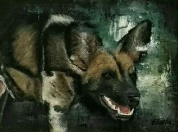 "African Wild Dog - 3"
