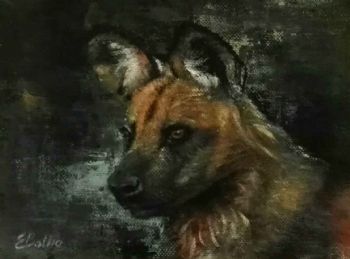 "African Wild Dog - 5"