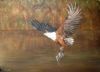 "Magnificent Fish Eagle"