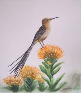 "Sugarbird & Protea"