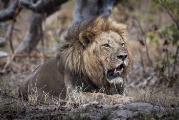 "Lion Intent"