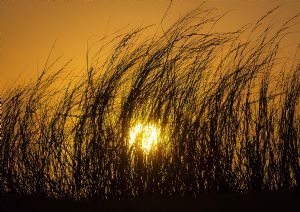 "Sun Grass"