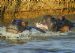 Hippo Playtime