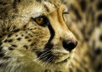 "Cheetah Closeup Colour"