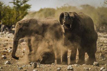 "Family Dust Bath"