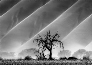 "Dune Tree Wave BW"
