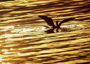 "Fire Bird Colour"