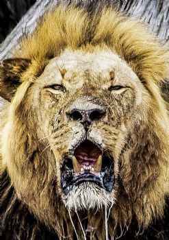 "Lion Closeup"