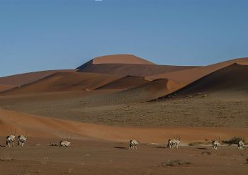 "Desert Horns"