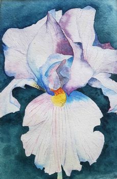 "Iris"