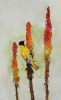 "Black Headed Oriole bird on Aloe"