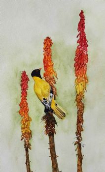 "Black Headed Oriole bird on Aloe"