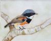 "Cape Batis Bird"