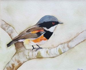 "Cape Batis Bird"