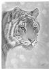 "Stalking Tiger"