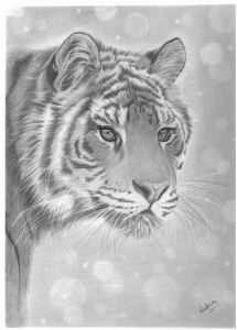 "Stalking Tiger"