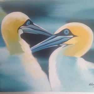 "Cape Gannets"