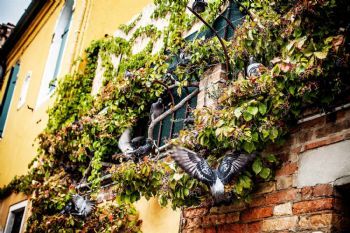 "Venice, Birds"