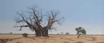 "Baobab"